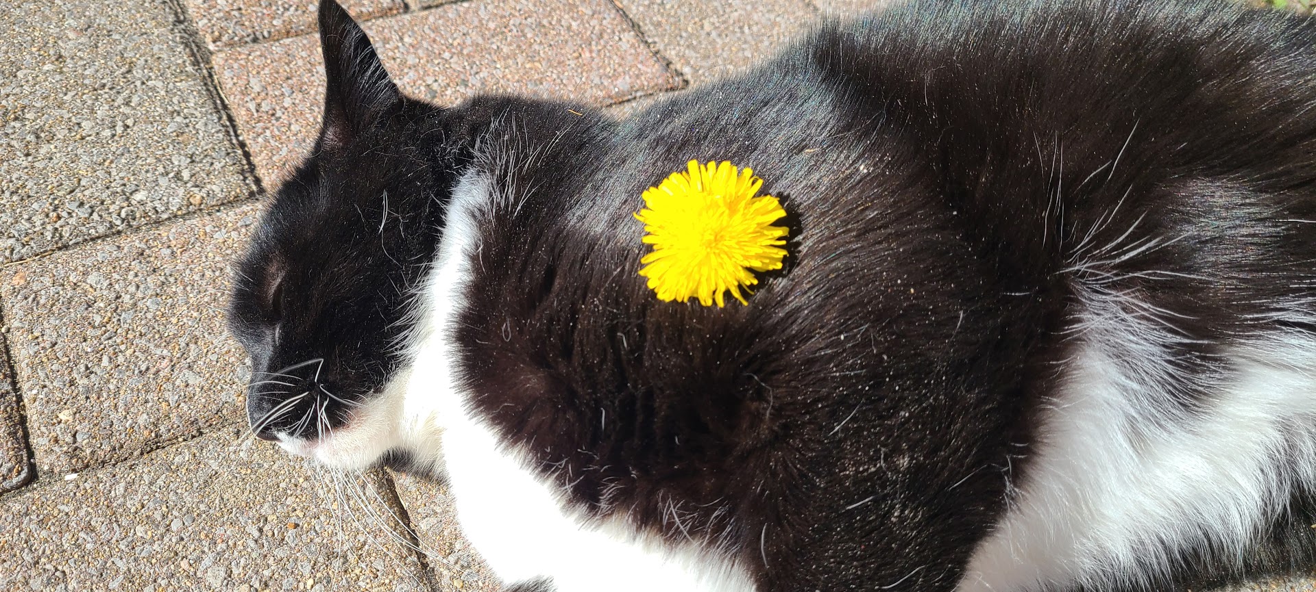 My tuxedo kitty with a dandelion