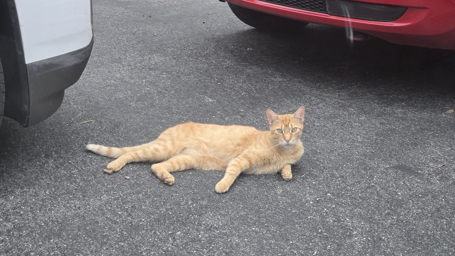 My orange kitty laying on the driveway